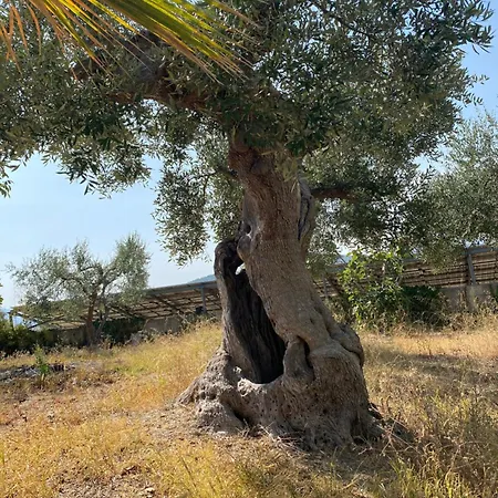 Vittoria Matera